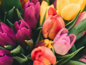 tulips bloom for spring