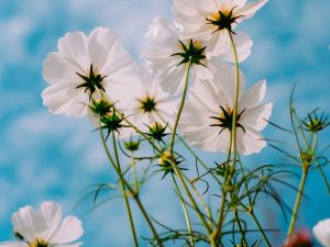 white flowers in the sun